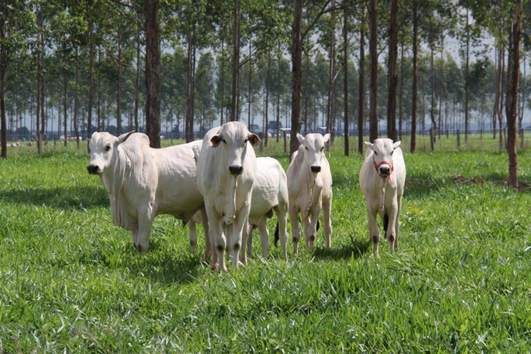 Mercado de genética bovina cresce 12,4% e ultrapassa 12 milhões de doses