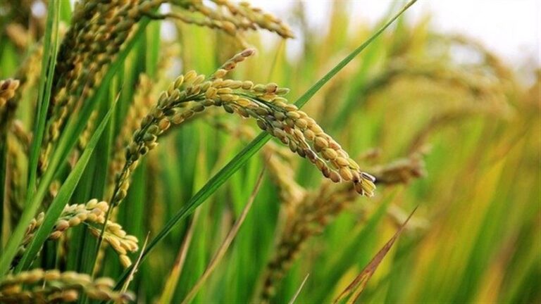 Preço do arroz sobe 22% no Rio Grande do Sul em seis semanas