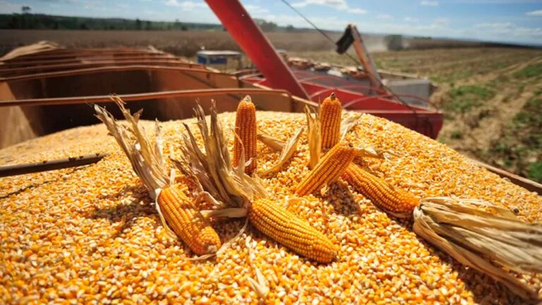 Mato Grosso colhe 99,1% do milho e projeta recorde de 57,39 milhões de toneladas