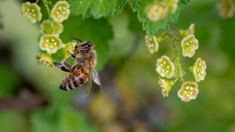 Embrapa identifica 27 espécies de abelhas nativas que aumentam produção de soja