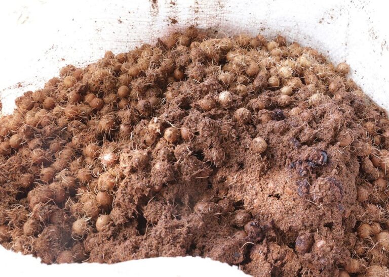 Cientistas transformam caroço de açaí em nanofertilizante para sorgo