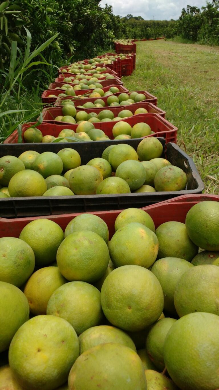 Laranja permanece pressionada em São Paulo com cotações em queda