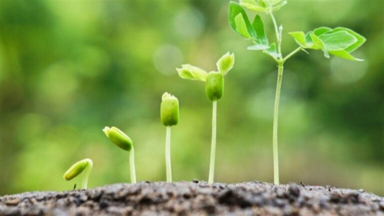 Agricultura amplia foco em saúde do solo para sistemas mais sustentáveis