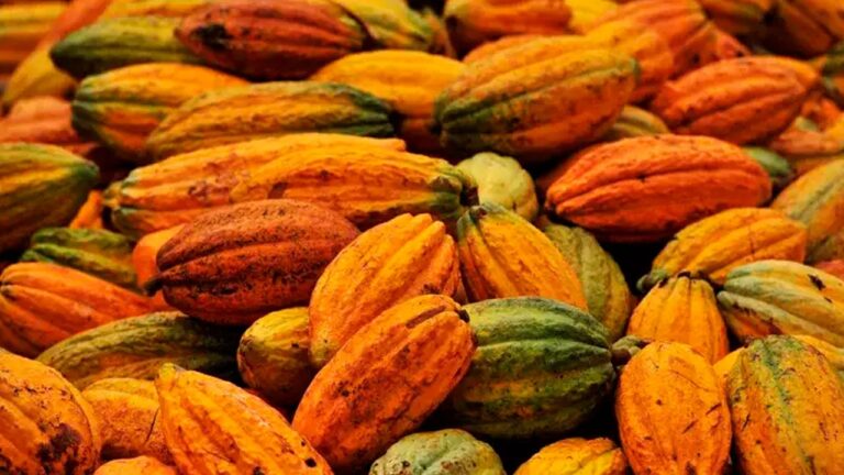 Preço do cacau dispara com foco na safra da África Ocidental