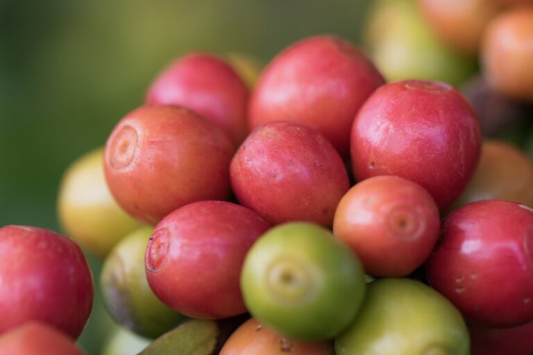 Café arábica dispara 5% em Nova York com estoques baixos