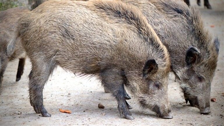 Animais silvestres causam prejuízos às plantações em áreas agrícolas