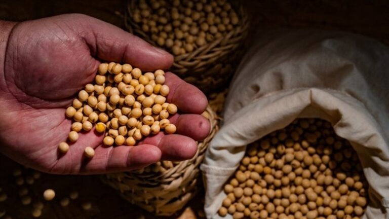 RaboResearch projeta safra recorde de soja em 2025/26 com 182 milhões de toneladas