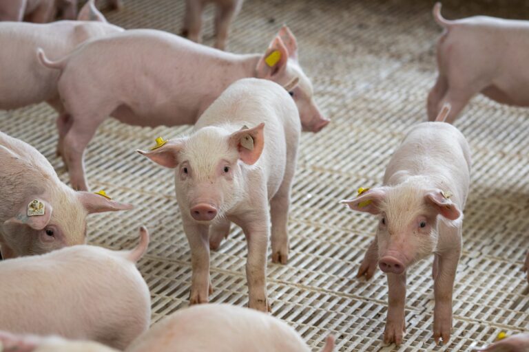 Suinocultura enfrenta preços baixos e fecha propriedades em 2026