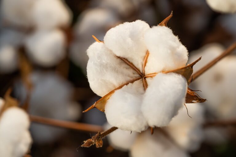 Cepea aponta algodão estável no Brasil apesar de alta internacional