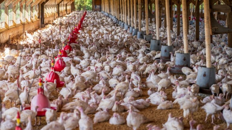 Pesquisadores estudam peptídeos para combater Salmonella em alimentos