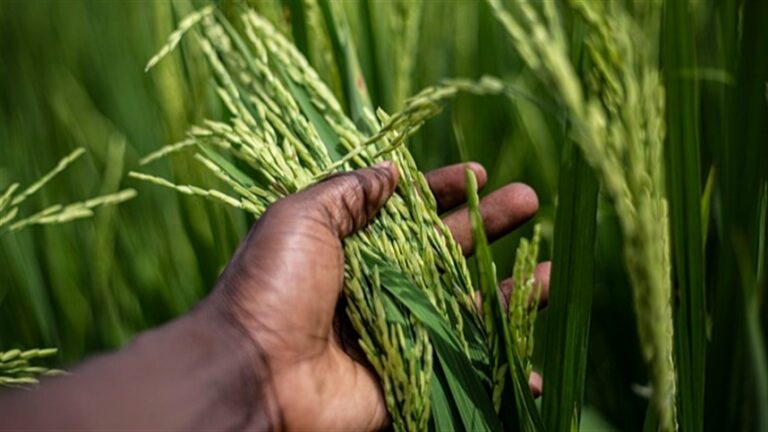 Nova Lei do Frete pressiona cadeia do arroz com custos mais altos