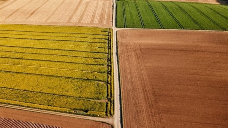 Banco Safra analisa modelo agrícola japonês para aumentar produção em menos terra