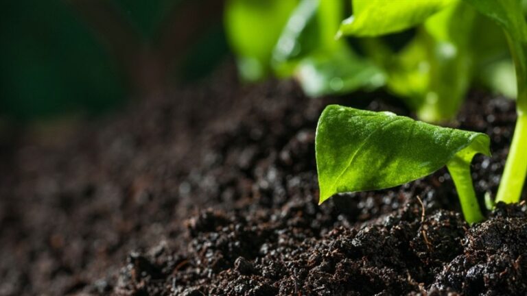 Caracterização rigorosa define valor e destino do biochar