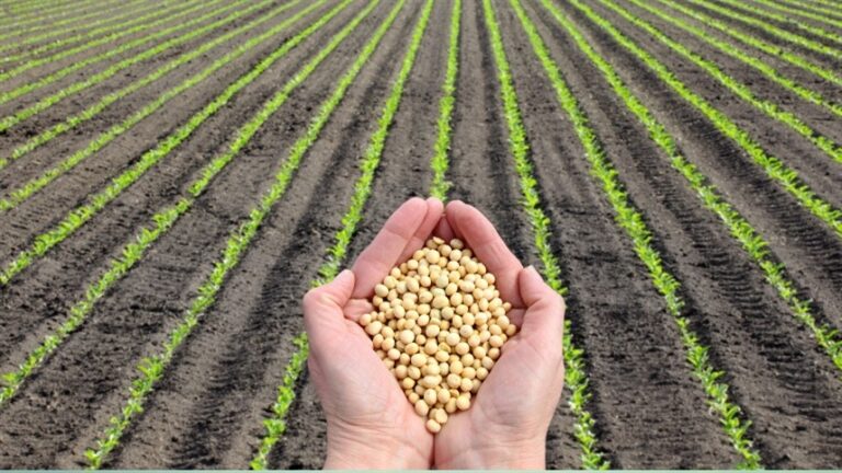 Mercados agrícolas abrem em alta com ganhos em trigo, soja e milho