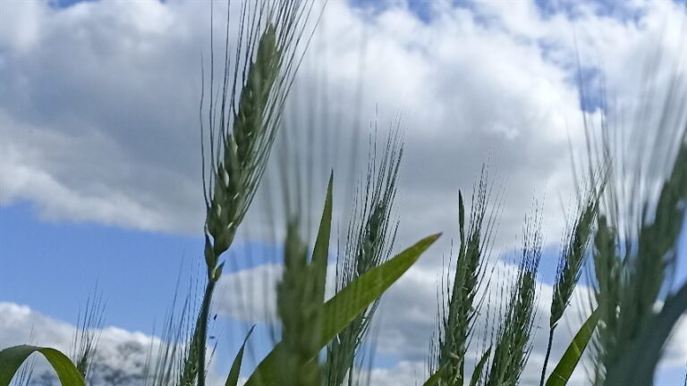 Mercados agrícolas avançam com suporte em clima e colheitas nos EUA