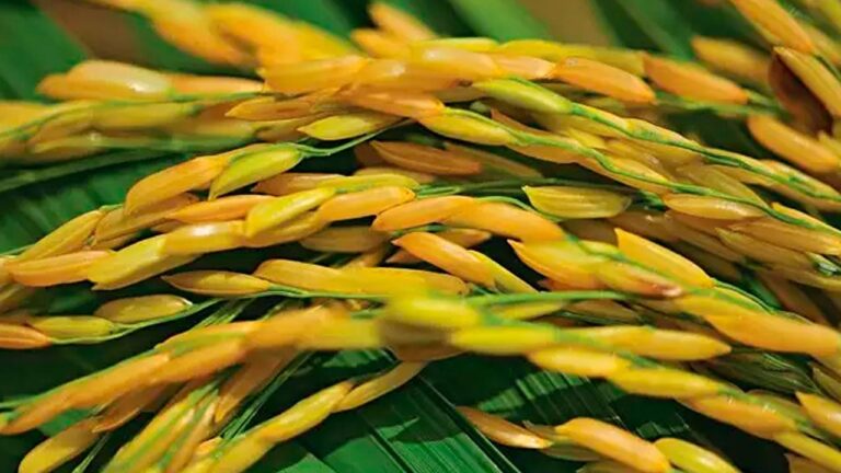 Cepea aponta baixa oferta de arroz sustentando cotações no RS