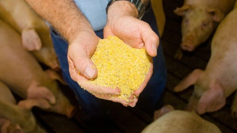 Lei amplia insumos que Conab pode comercializar para ração animal