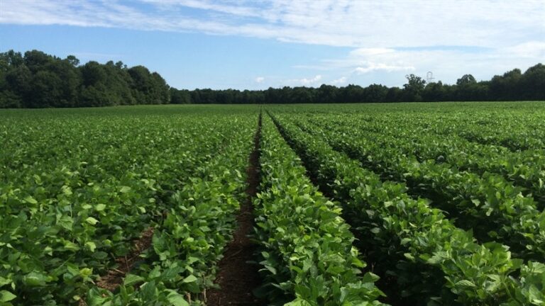 Sipcam Nichino lança bioestimulante para aumentar eficiência de lavouras