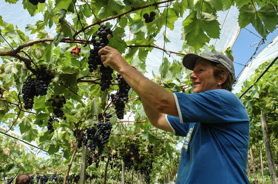 Falta de mão de obra preocupa produtores de hortifrutis brasileiros