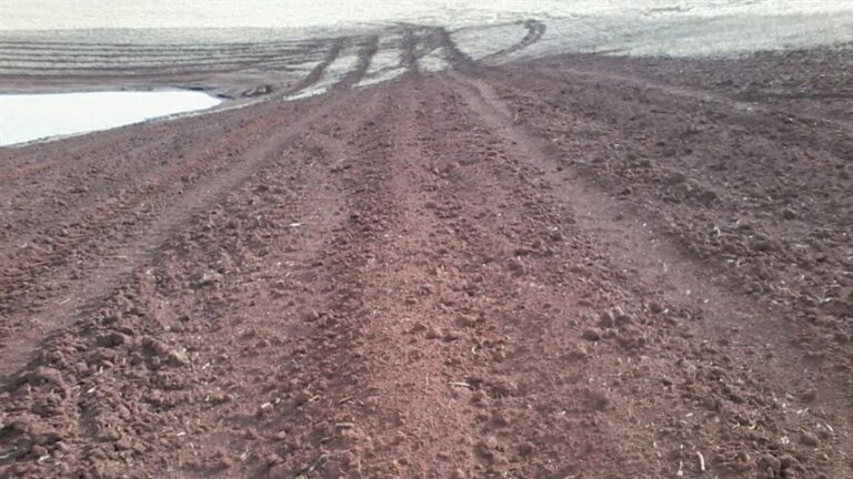 Especialista aponta pastagens degradadas como solução para expansão agrícola