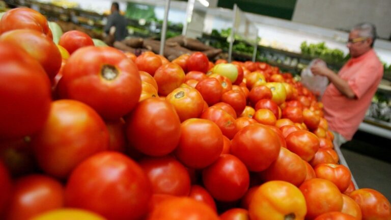 Chapada Diamantina enfrenta doenças bacterianas no cultivo de tomate
