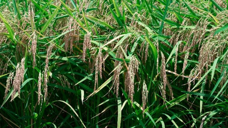 El Niño reforça alerta para safra de arroz 2026-27 no Mercosul