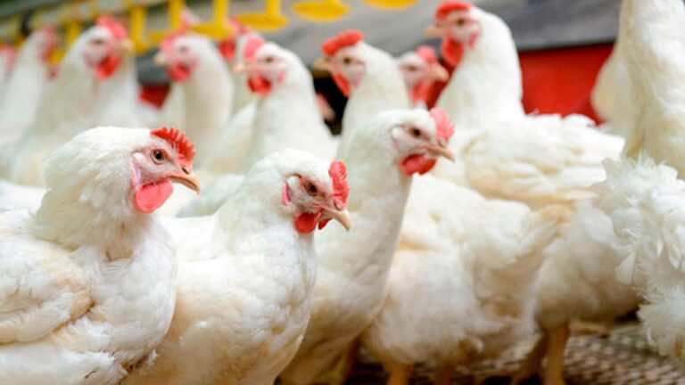 Brasil negocia permanência de exportações de aves à União Europeia