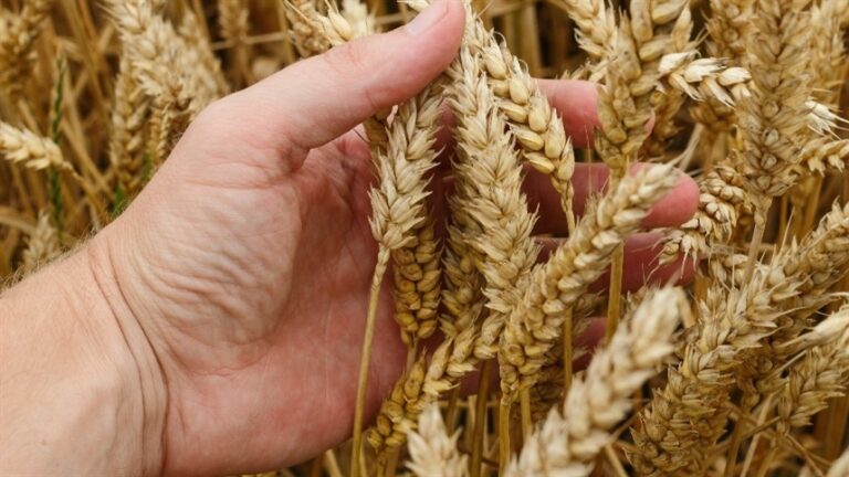 Paraná conclui plantio de trigo com 727,5 mil hectares