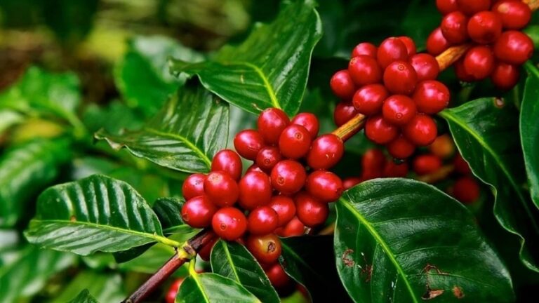 Oferta maior pressiona preços do café no mercado global