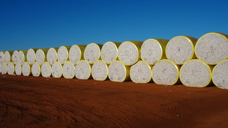 Anea eleva projeção da safra brasileira de algodão para 4,178 milhões de toneladas