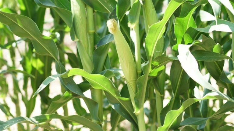 Pesquisa mostra que tipo de braquiária afeta produtividade do milho em consórcio