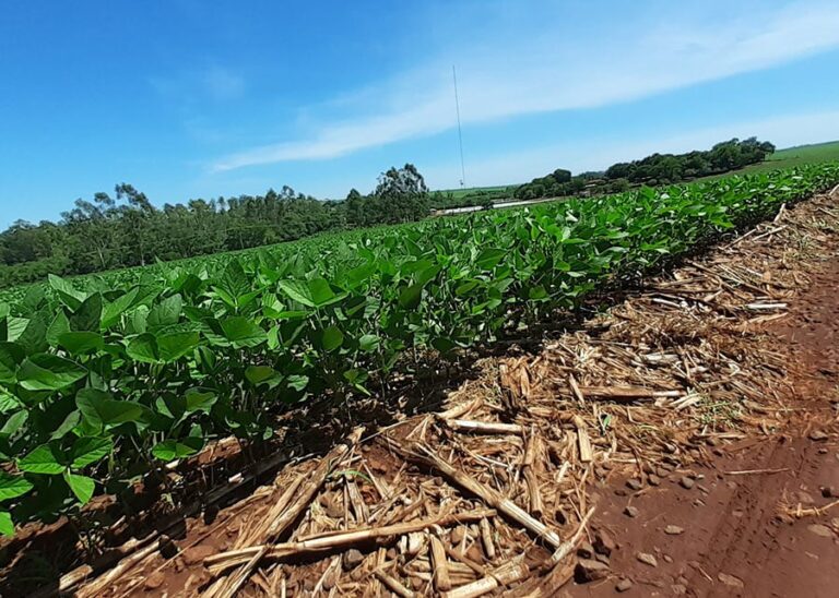 Embrapa aponta manejo adequado para reduzir riscos do El Niño na soja 2026-27