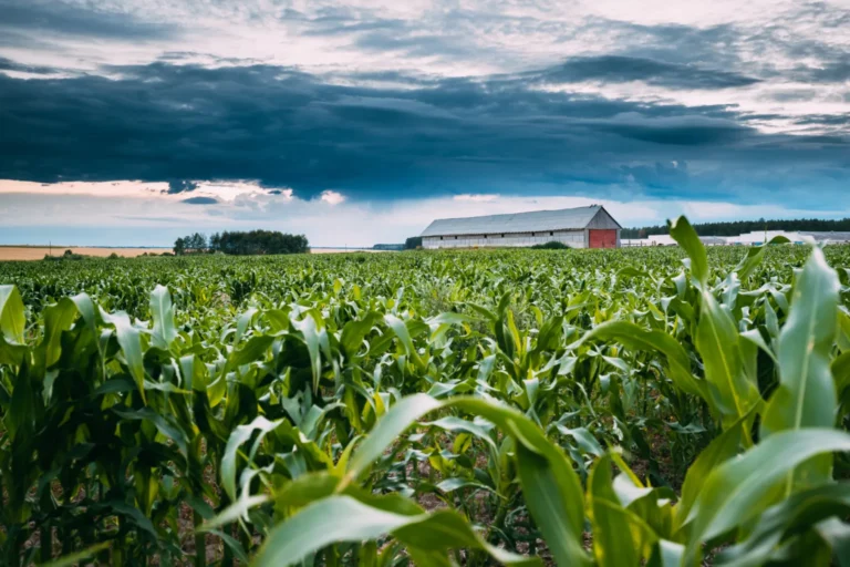 FAO aponta necessidade de comunicação melhor da agricultura brasileira