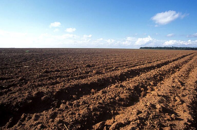 Regiões do Brasil iniciam plantio de soja com fim do vazio sanitário em setembro