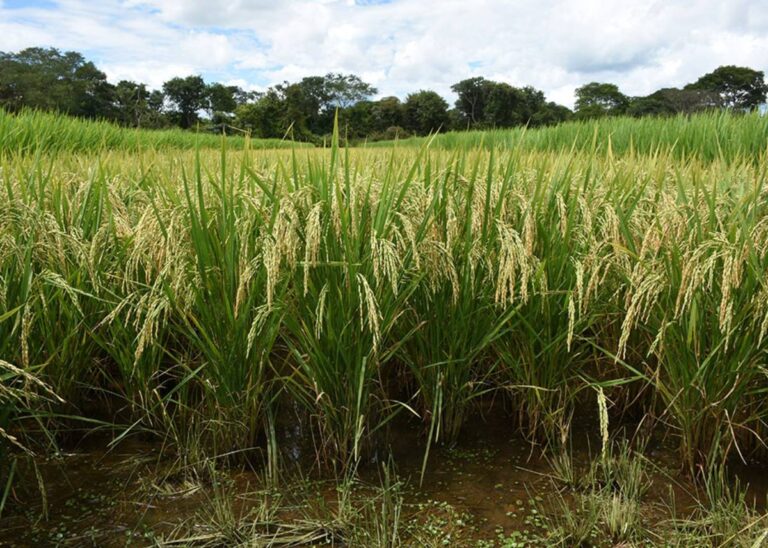 Pesquisa identifica plantas de arroz mais resistentes à cigarrinha