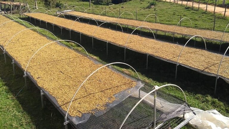 Brasil aprimora cuidados pós-colheita para preservar qualidade do café