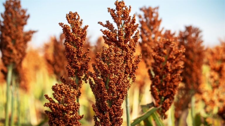 Sorgo brasileiro conquista mercado chinês e amplia exportações em 2026