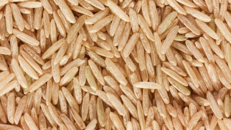 Embrapa divulga estratégias para reduzir perdas do arroz de terras altas na seca