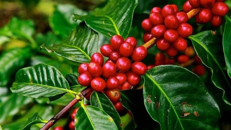 Brasil intensifica uso de fungicida contra doenças do cafeeiro