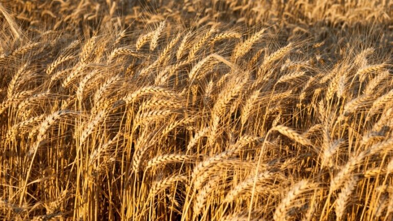 TF Agroeconômica aponta movimentos distintos em preços de trigo no Sul