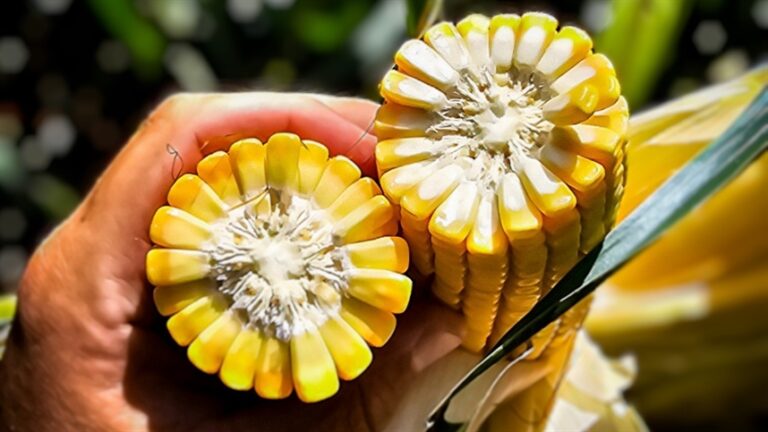 Milho futuro sobe na B3, mas mercado físico segue com baixa liquidez