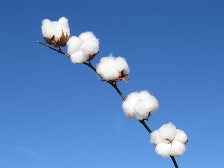 Algodão dispara mais de 2,7 cents na bolsa de Nova York