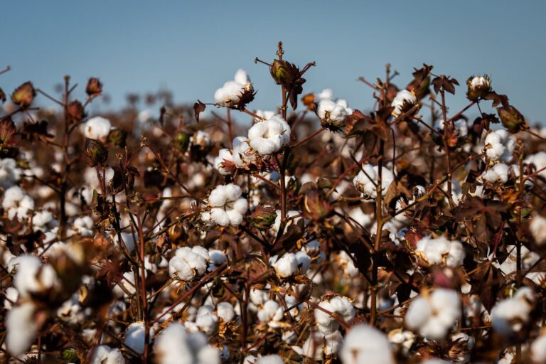 Cristina Gross aponta gestão e inovação como futuro da cotonicultura brasileira