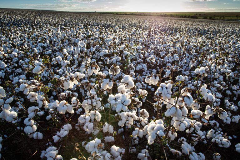 Algodão fecha com variações mistas em Nova York após dados do USDA