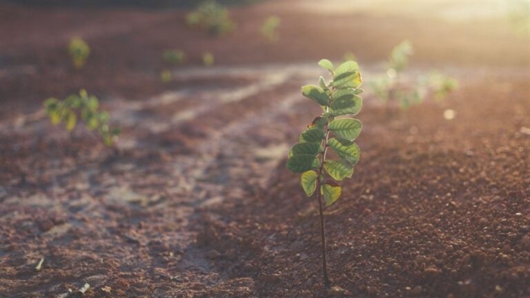 Aminoácidos exigem estratégia no manejo agrícola para eficiência