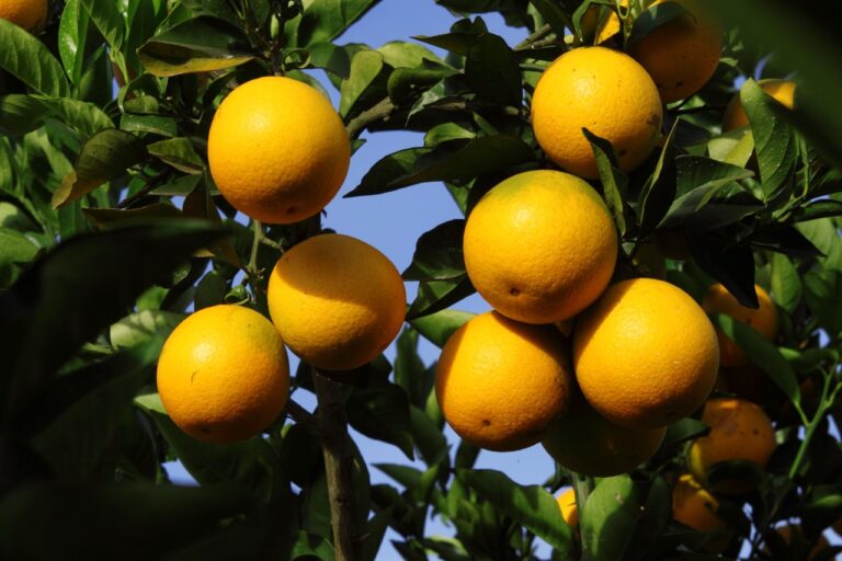 Laranja pera segue pressionada enquanto tangerina e tahiti se valorizam