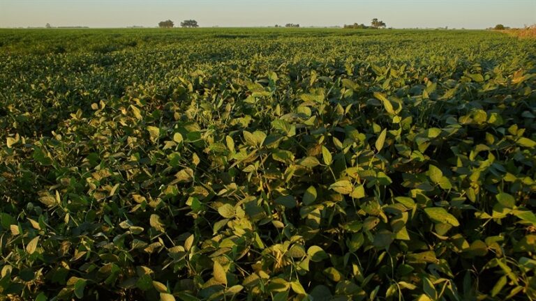 Dessecação antecipada reduz plantas daninhas antes do plantio de soja