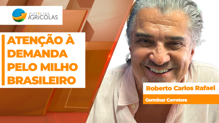 Milho brasileiro mantém demanda forte com consumo interno em destaque