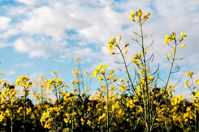 Colheita de canola começa nas principais regiões do Rio Grande do Sul