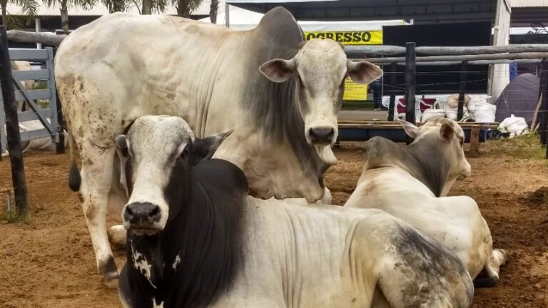 Mercado de boi gordo em São Paulo encerra semana sem variação